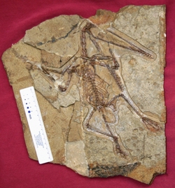 “Mrs T”, a female Darwinopterus (wingspan 0.78 m) preserved together with her egg. Picture credit: Lü Junchang, Institute of Geology, Beijing